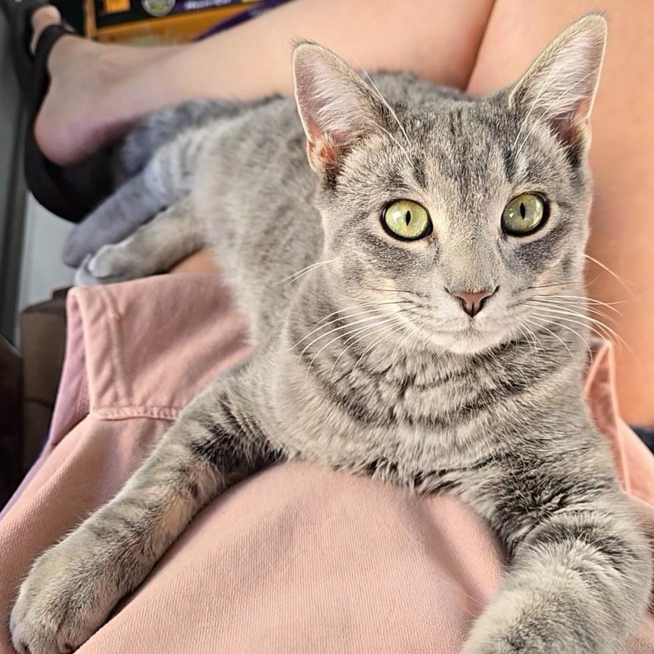 Enlarge Captain Barbossa, a Adoptable Tabby in Beaufort, MO image 1/6