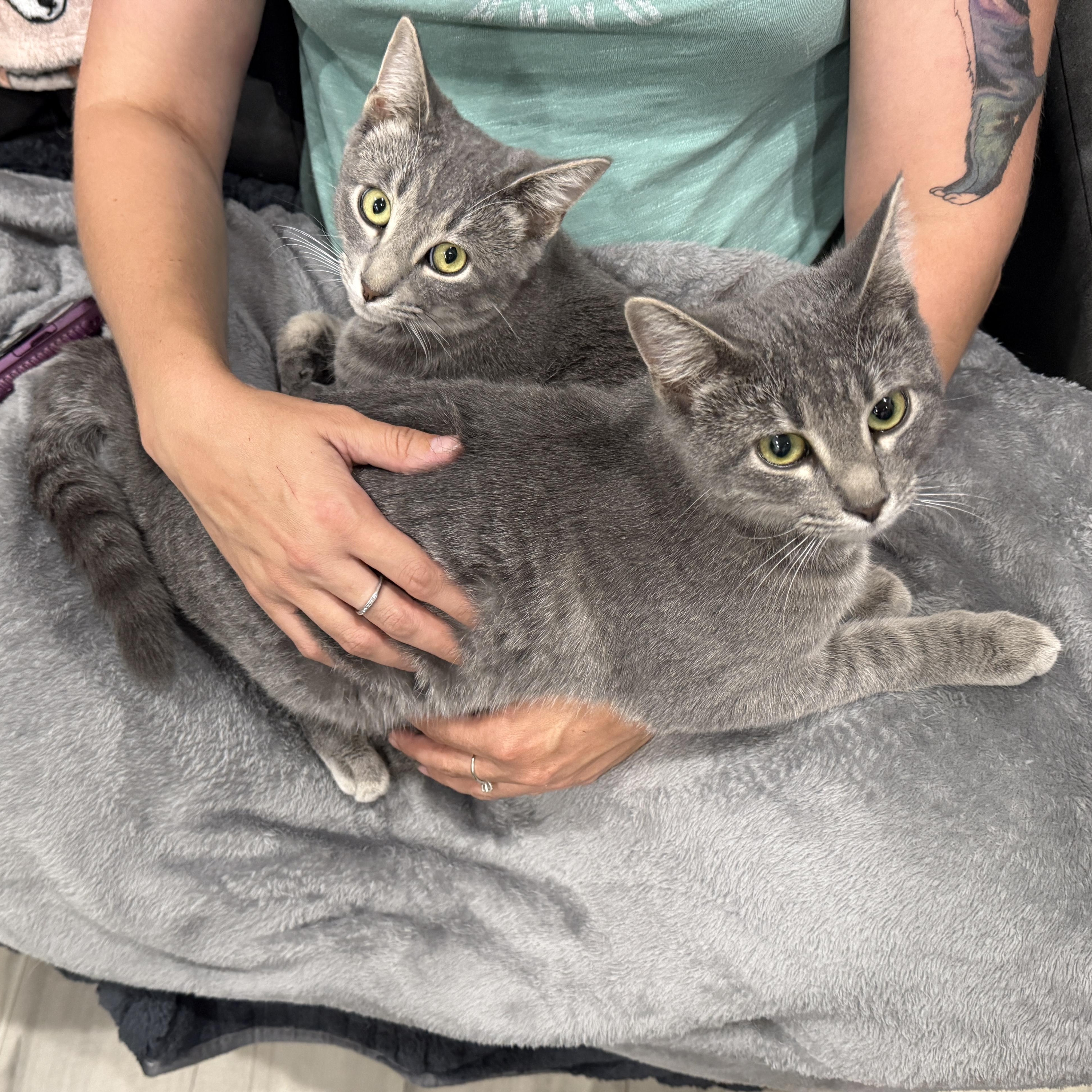 Enlarge Captain Barbossa, a Adoptable Tabby in Beaufort, MO image 4/6