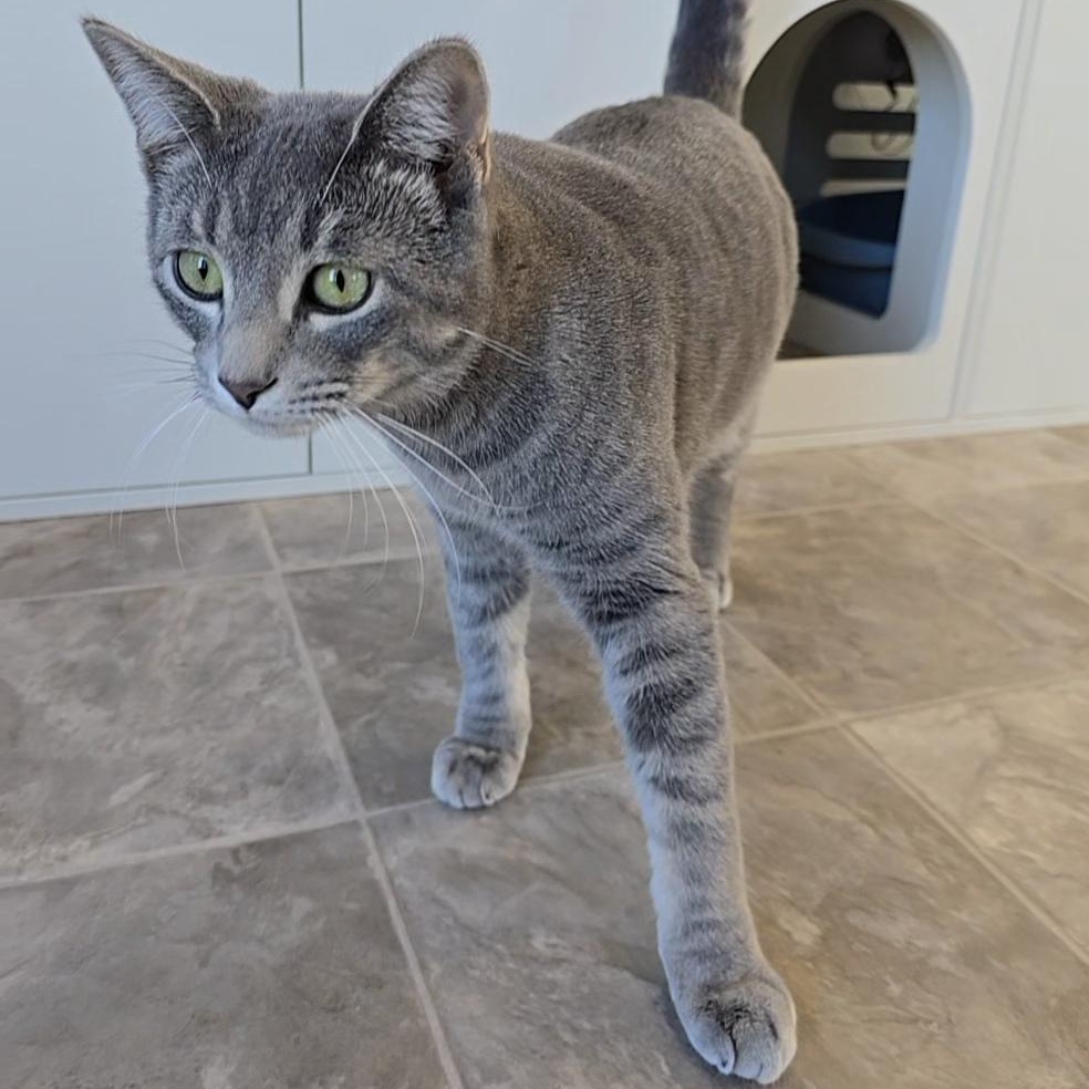 Enlarge Captain Barbossa, a Adoptable Tabby in Beaufort, MO image 5/6