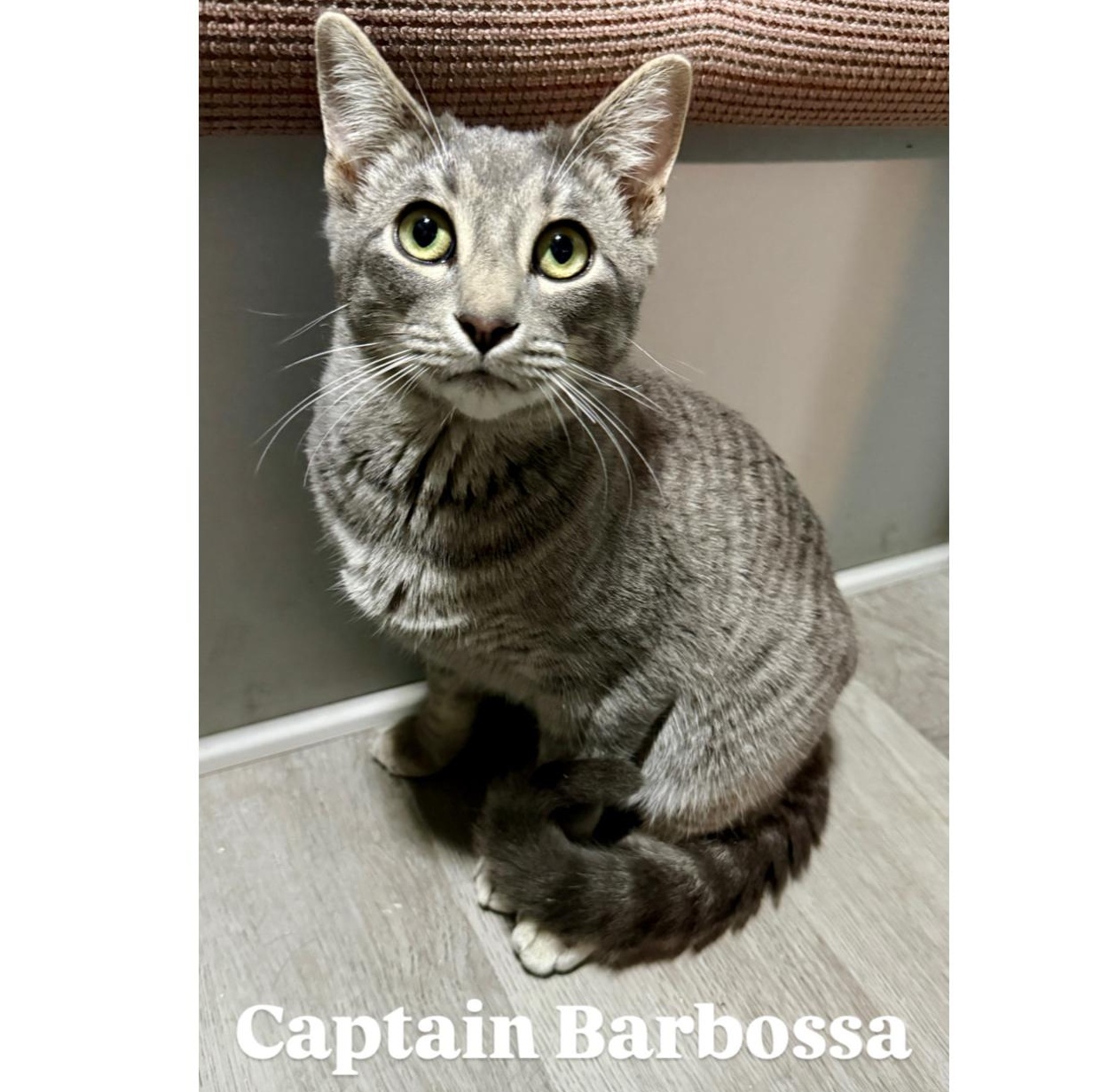 Enlarge Captain Barbossa, a Adoptable Tabby in Beaufort, MO image 2/6