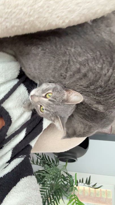 Enlarge Captain Barbossa, a Adoptable Tabby in Beaufort, MO video 6/6