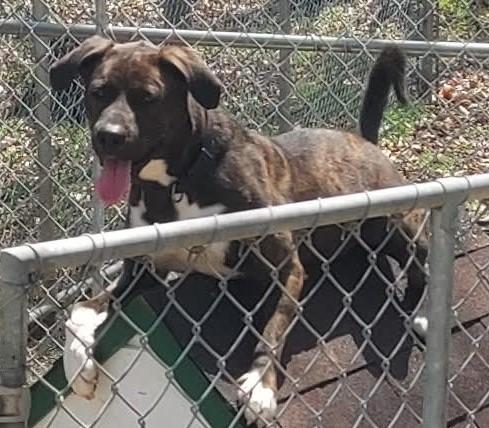 Enlarge Yogurt, a Adoptable mixed breed in Saint Clairsville, OH image 1/4