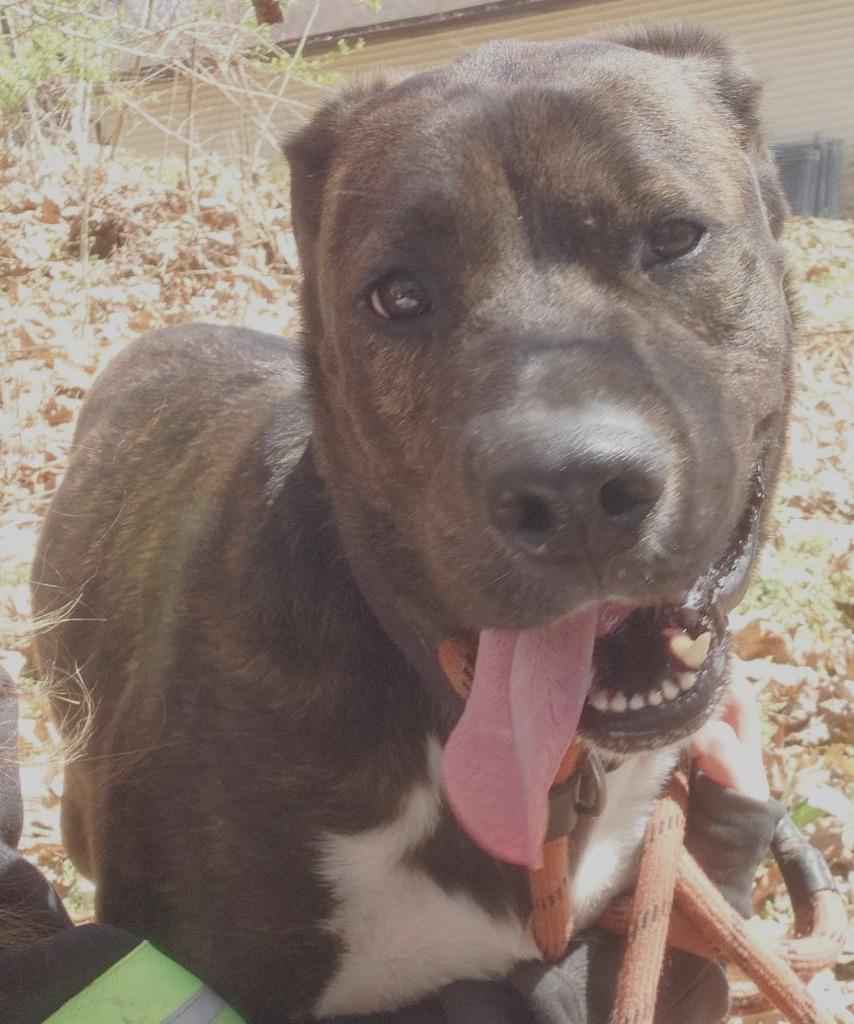 Enlarge Yogurt, a Adoptable mixed breed in Saint Clairsville, OH image 3/4