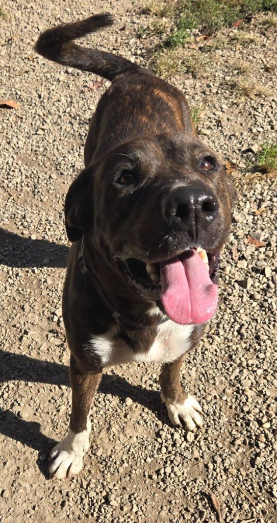 Enlarge Yogurt, a Adoptable mixed breed in Saint Clairsville, OH image 3/4