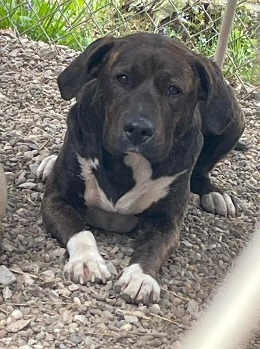 Enlarge Yogurt, a Adoptable mixed breed in Saint Clairsville, OH image 4/4