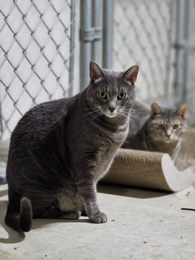 Enlarge Wilson, a Adopted mixed breed in Minot, ND image 3/3