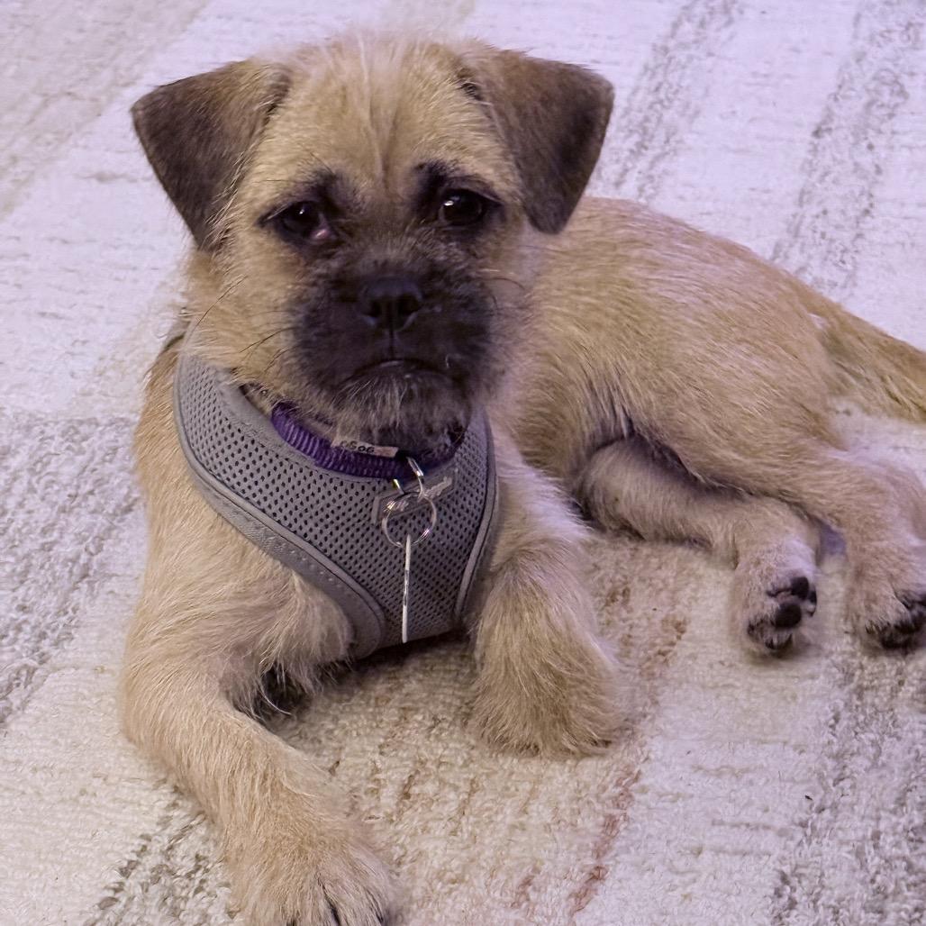 Rumyr, a ADOPTABLE mixed breed in Chicago, IL image 3/4
