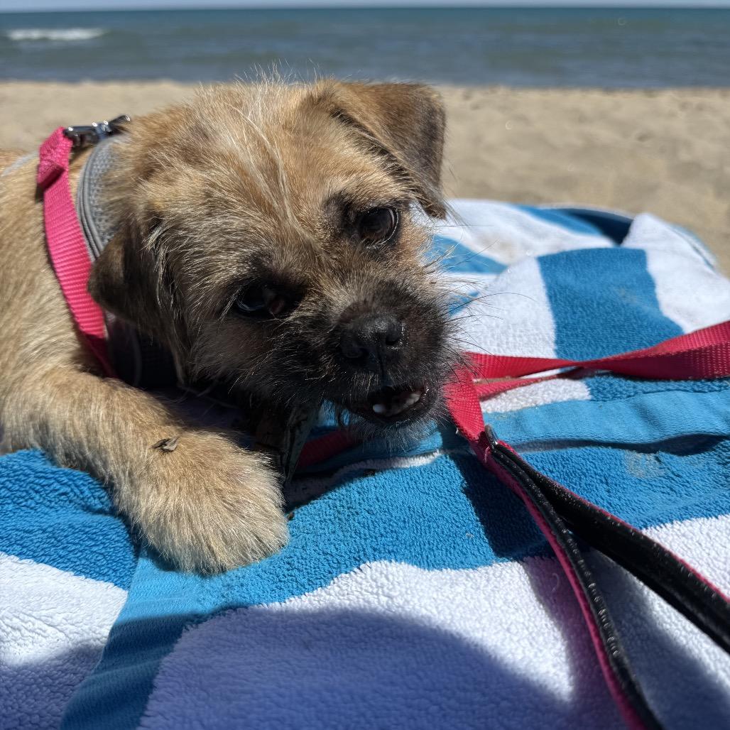 Rumyr, ADOPTABLE, Young Female Pug & Terrier.