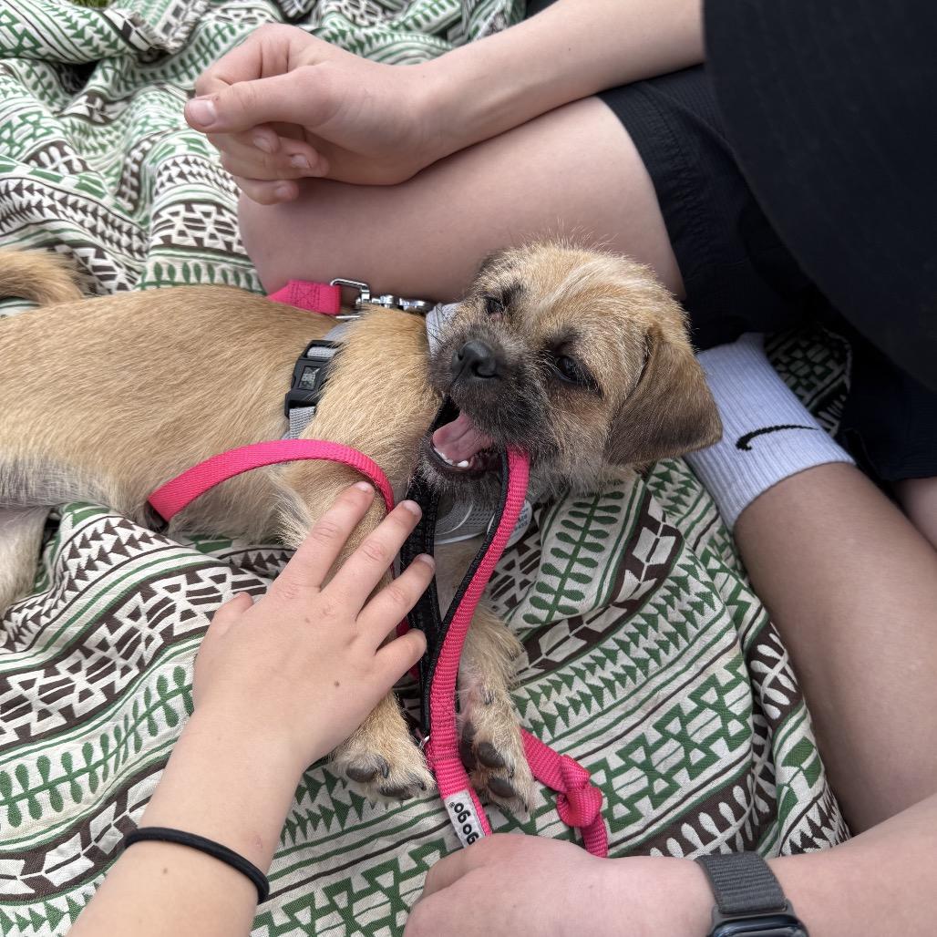 Rumyr, a ADOPTABLE mixed breed in Chicago, IL image 4/4