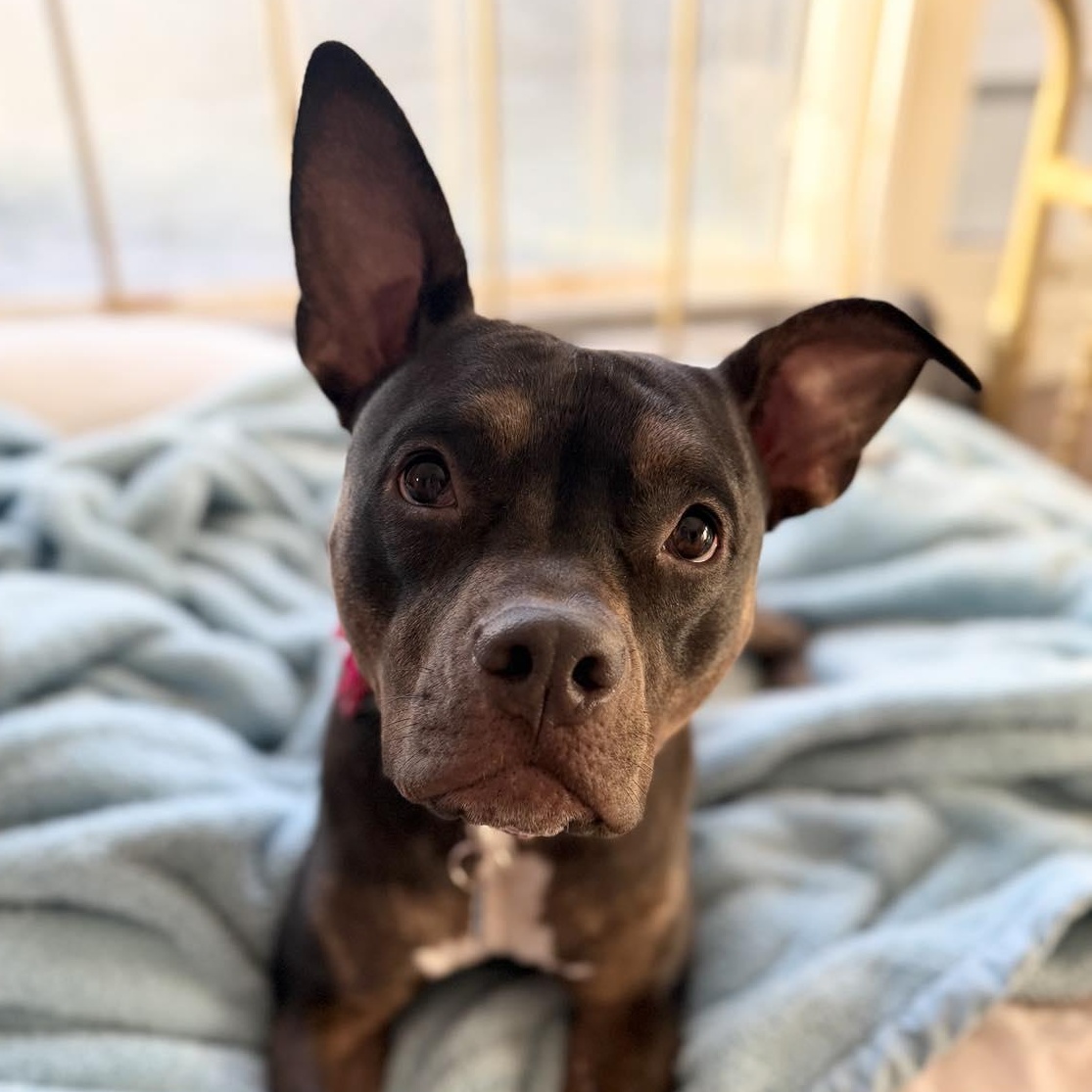 Matilda, Adoptable, Adult Female Pit Bull Terrier.