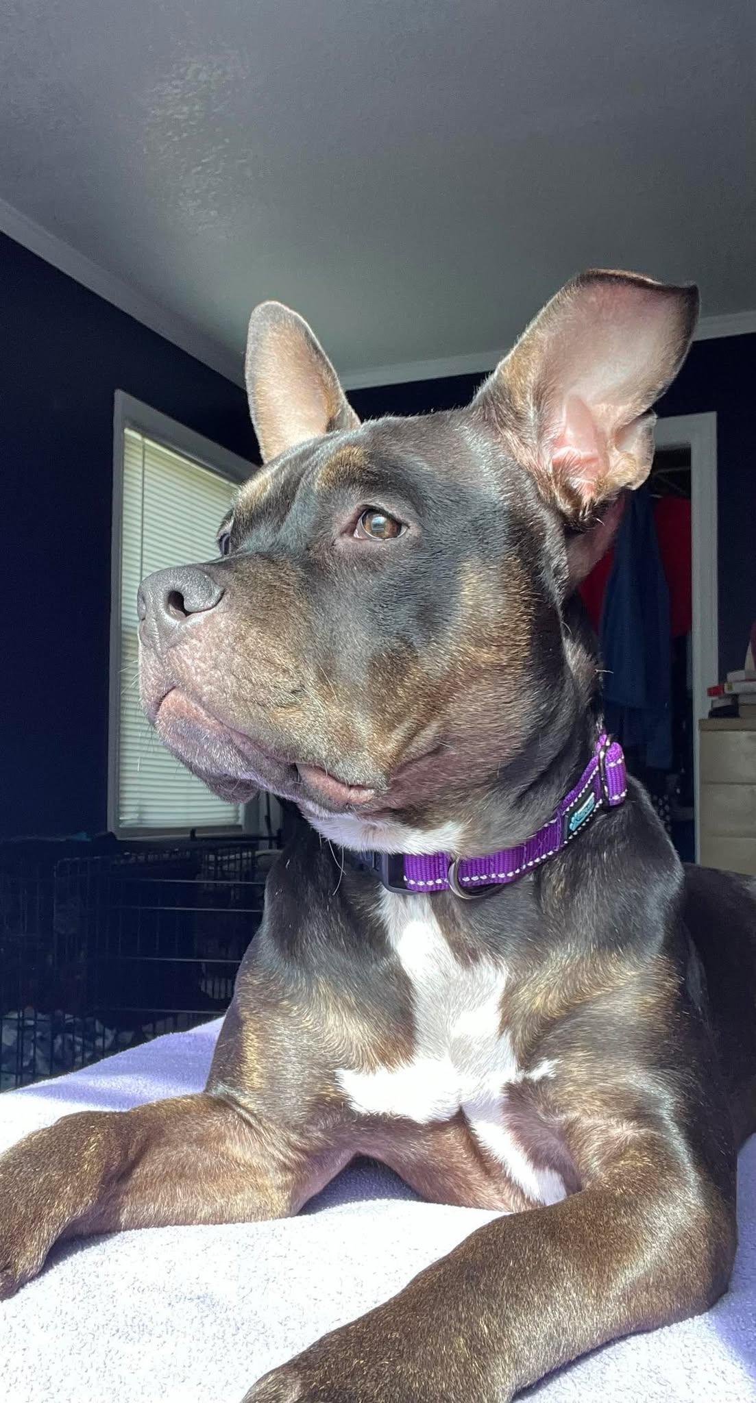 Enlarge Matilda, a Adoptable Pit Bull Terrier in Raytown, MO image 3/3