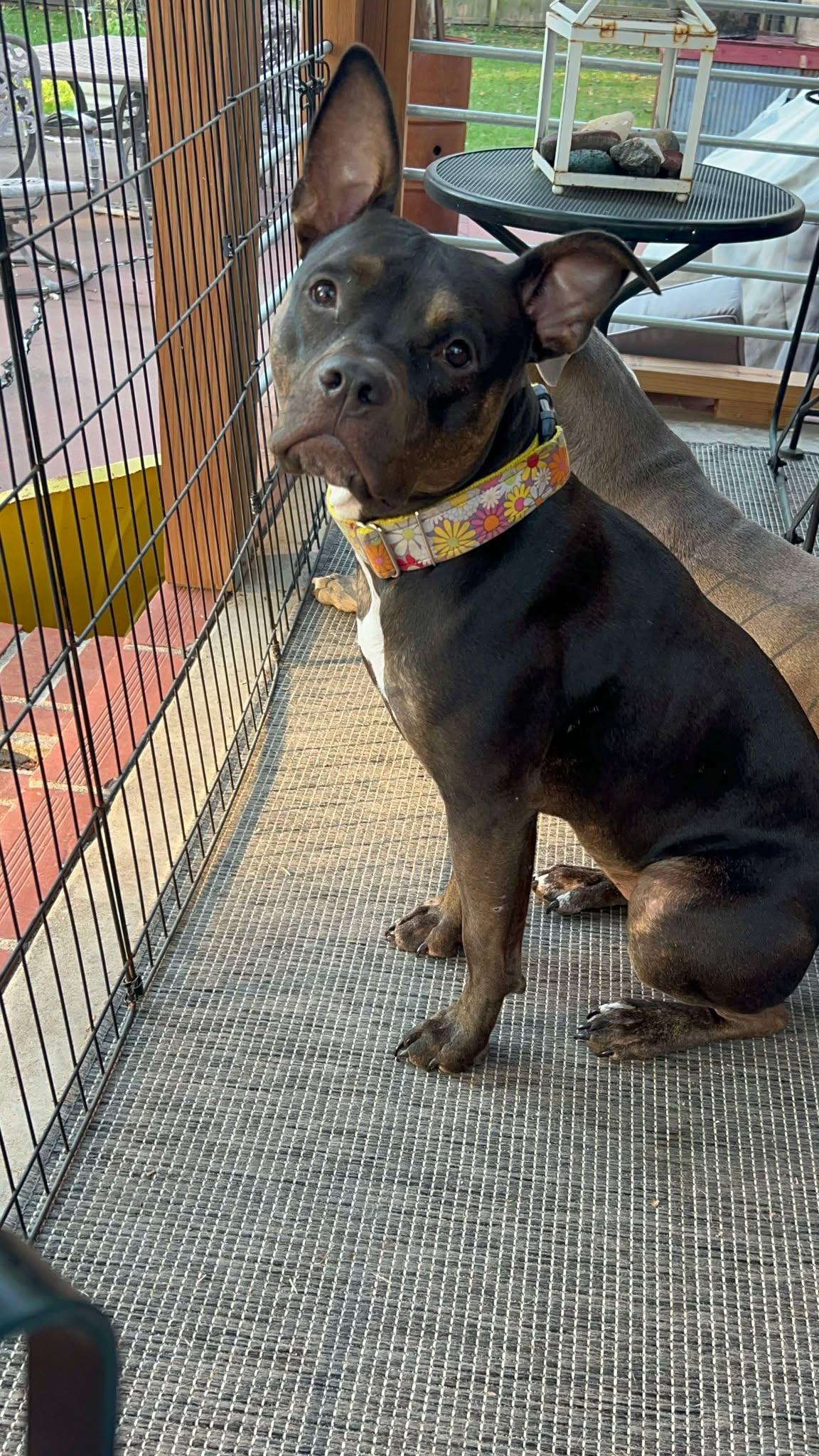 Enlarge Matilda, a Adoptable Pit Bull Terrier in Raytown, MO image 2/3