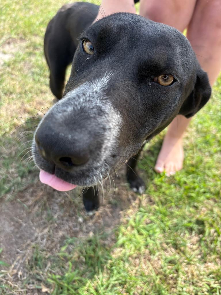 Enlarge Mi mi, a Adoptable mixed breed in Effingham, SC image 1/1