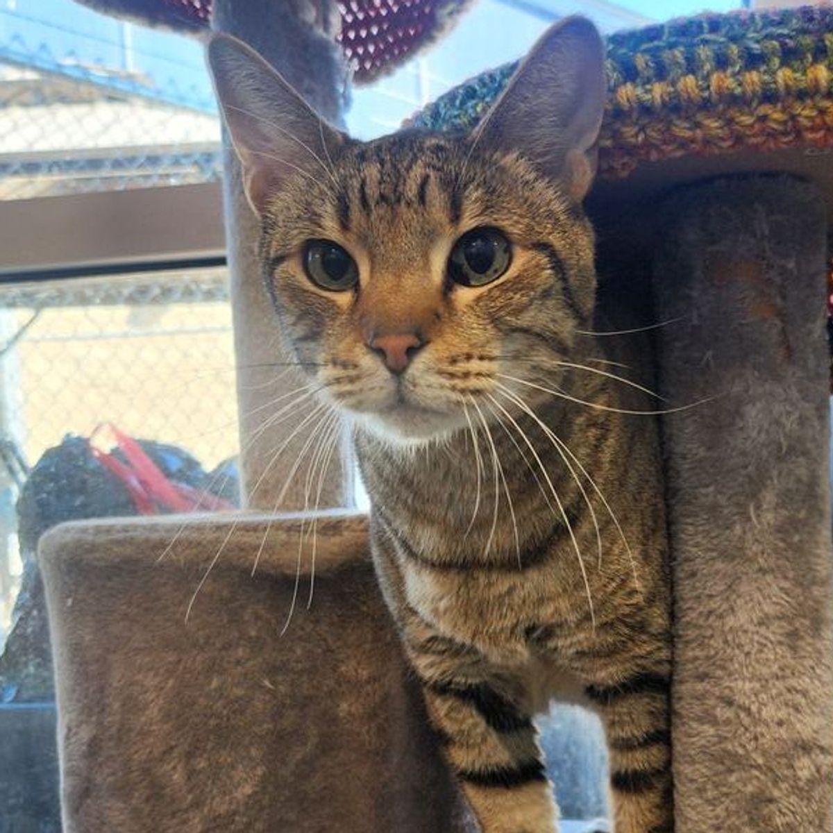 Zander, Adoptable, Adult Male Domestic Short Hair.