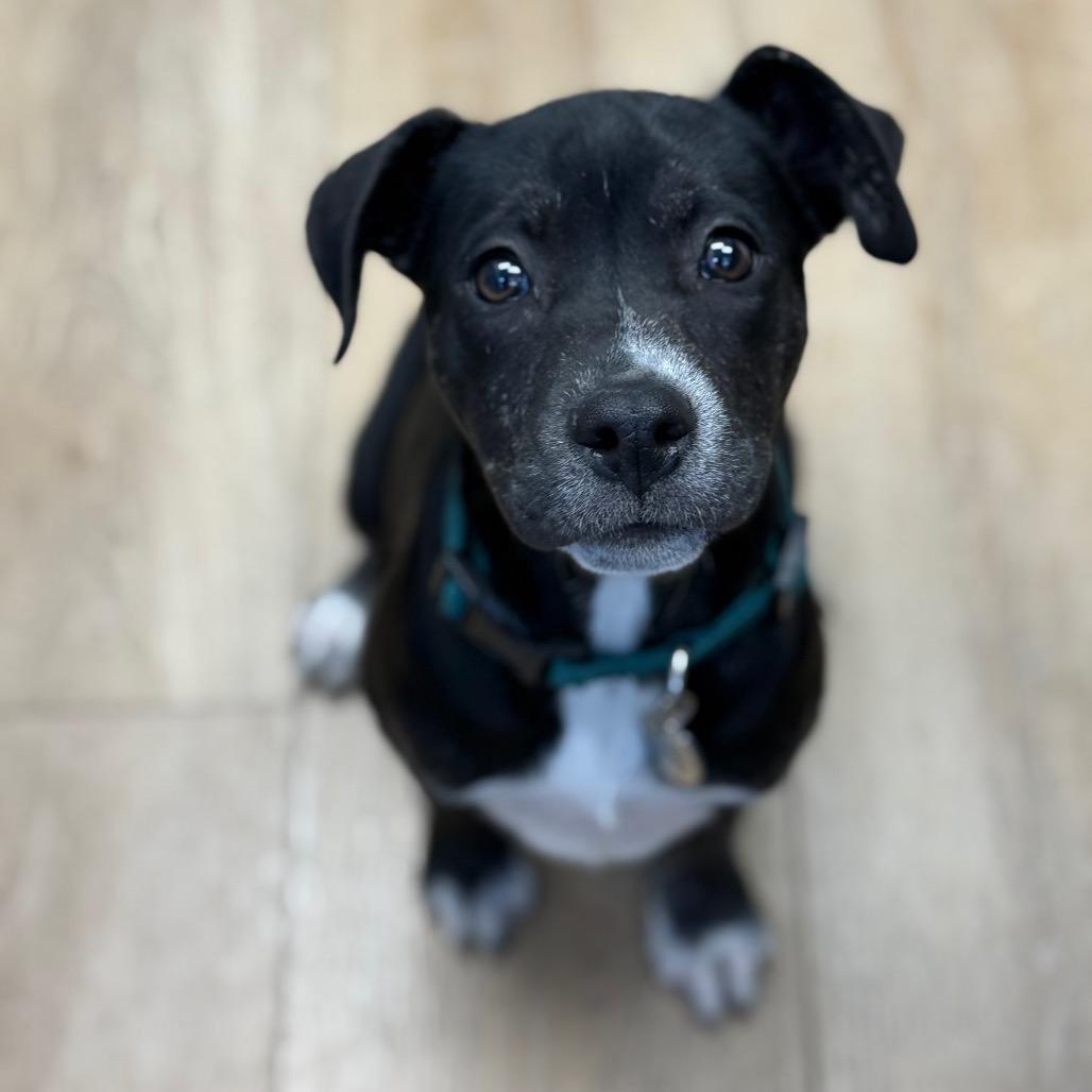 Enlarge Monet, a Adoptable mixed breed in Chesapeake, VA image 1/6