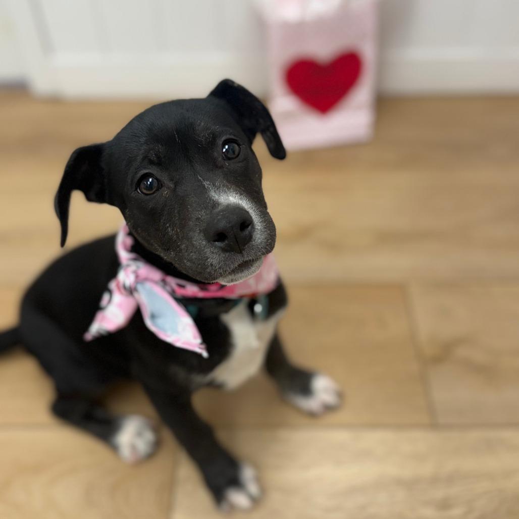 Enlarge Monet, a Adoptable mixed breed in Chesapeake, VA image 2/6