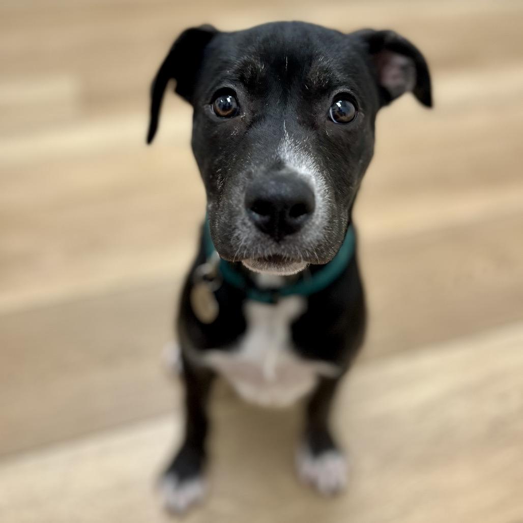 Enlarge Monet, a Adoptable mixed breed in Chesapeake, VA image 4/6