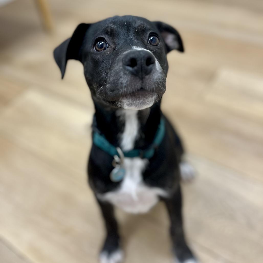 Enlarge Monet, a Adoptable mixed breed in Chesapeake, VA image 5/6