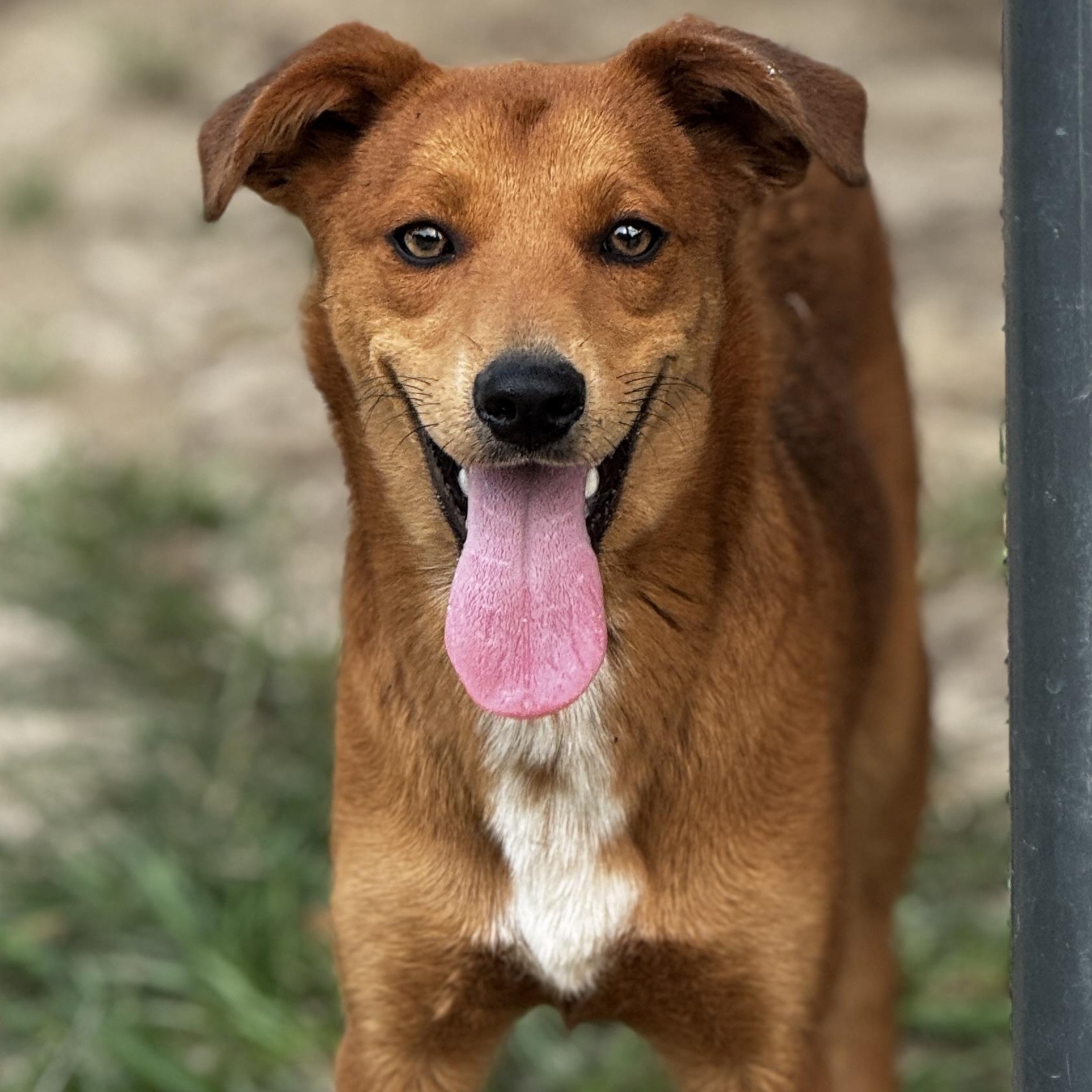 Spencer, Young Female Mixed Breed