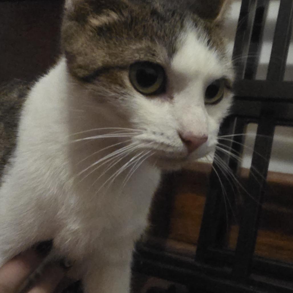 Annabel Lee, Adoptable, Adult Female Domestic Short Hair.