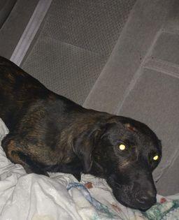 Enlarge Gunner, a Adopted Plott Hound in Owenton, KY image 1/1