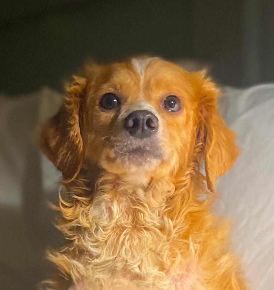 Enlarge Loopy, a ADOPTABLE mixed breed in Century City, CA image 3/3