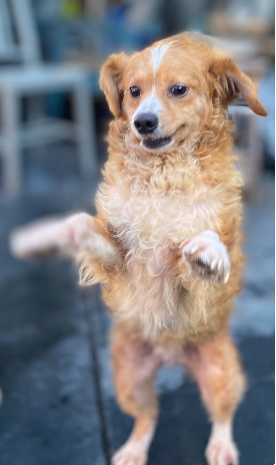 Loopy, ADOPTABLE, Adult Male Shetland Sheepdog / Sheltie & Cavalier King Charles Spaniel.