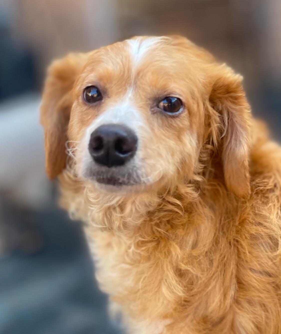 Enlarge Loopy, a ADOPTABLE mixed breed in Century City, CA image 2/3