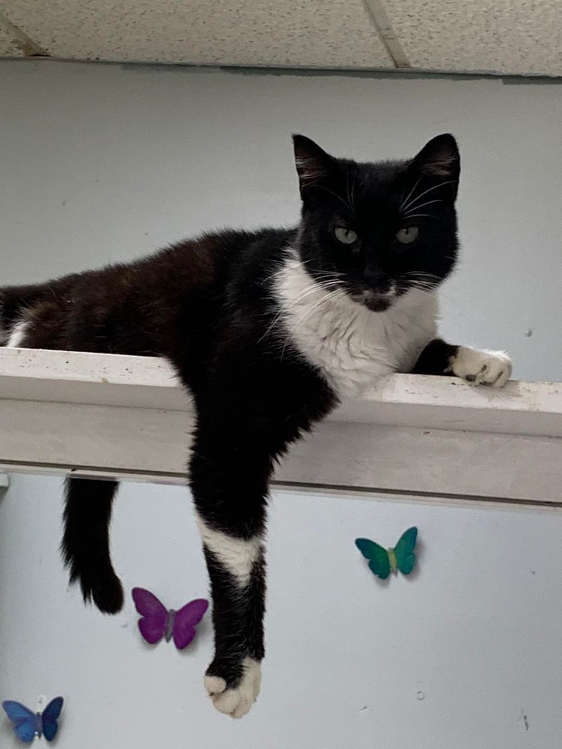 reggie, Adoptable, Adult Female American Shorthair.