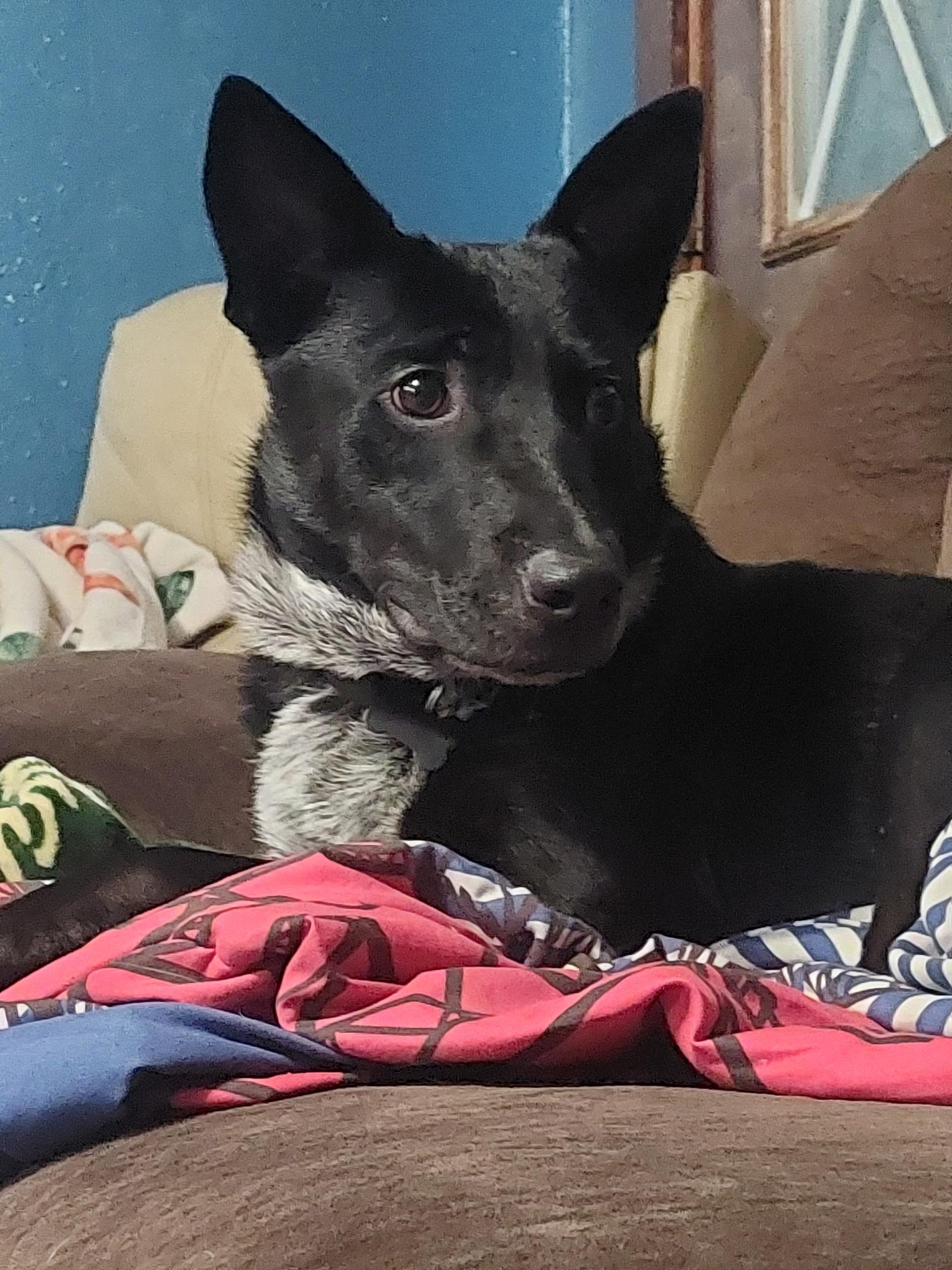 Enlarge Izael, a Adoptable mixed breed in Winter, WI image 1/1