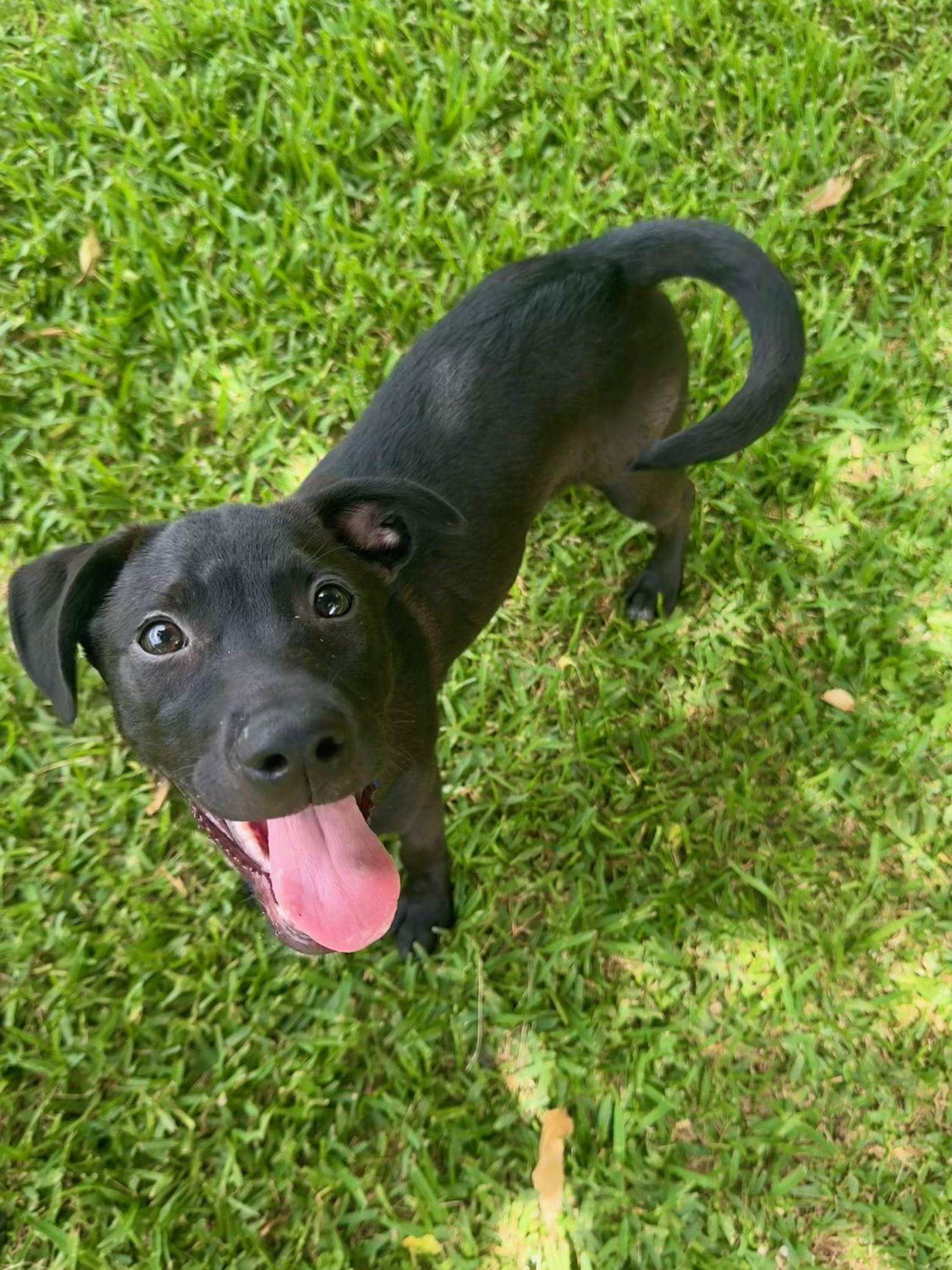 Bluey, Adopted, Puppy Male Cattle Dog.