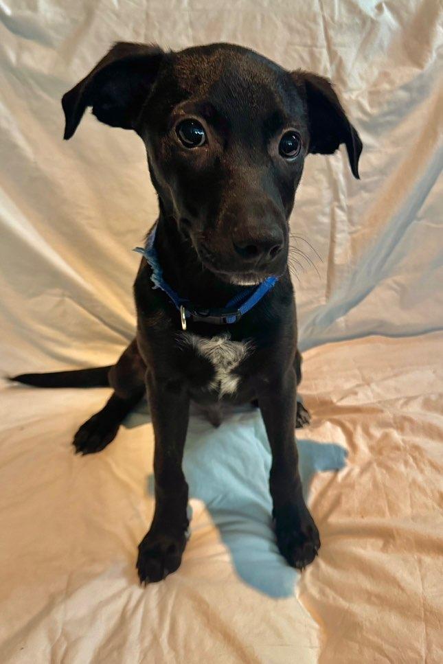 Bluey, a Adopted Cattle Dog in Mobile, AL image 2/3