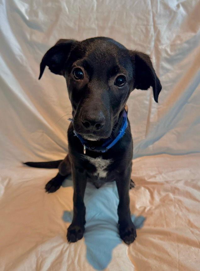 Bluey, a Adopted Cattle Dog in Mobile, AL image 3/3