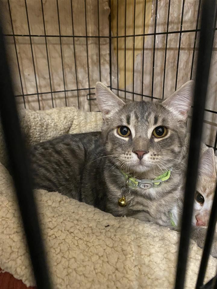 Enlarge Aladdin, a Adoptable Domestic Short Hair in Huntington, NY image 1/6