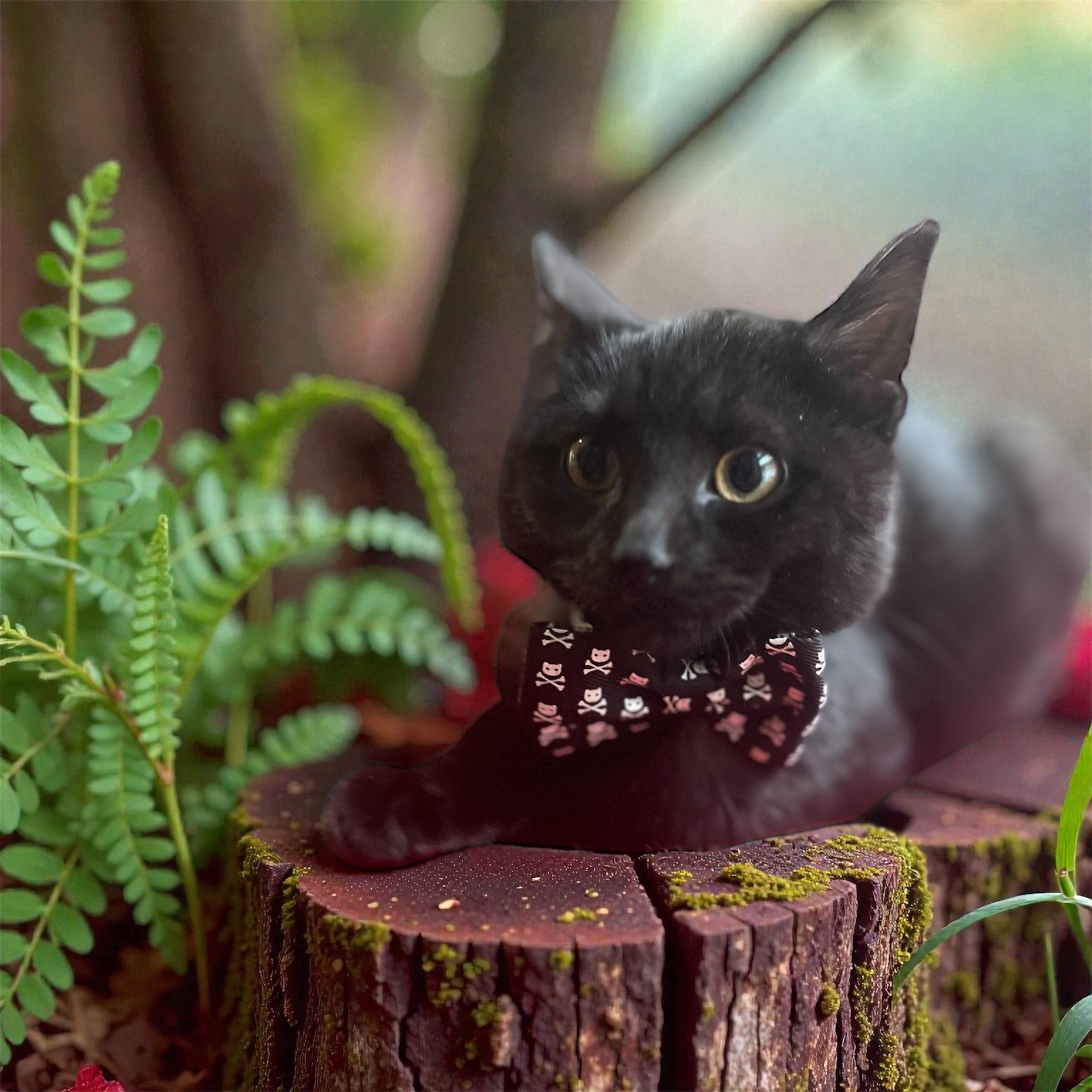 Jordon, Adoptable, Young Male Domestic Short Hair.