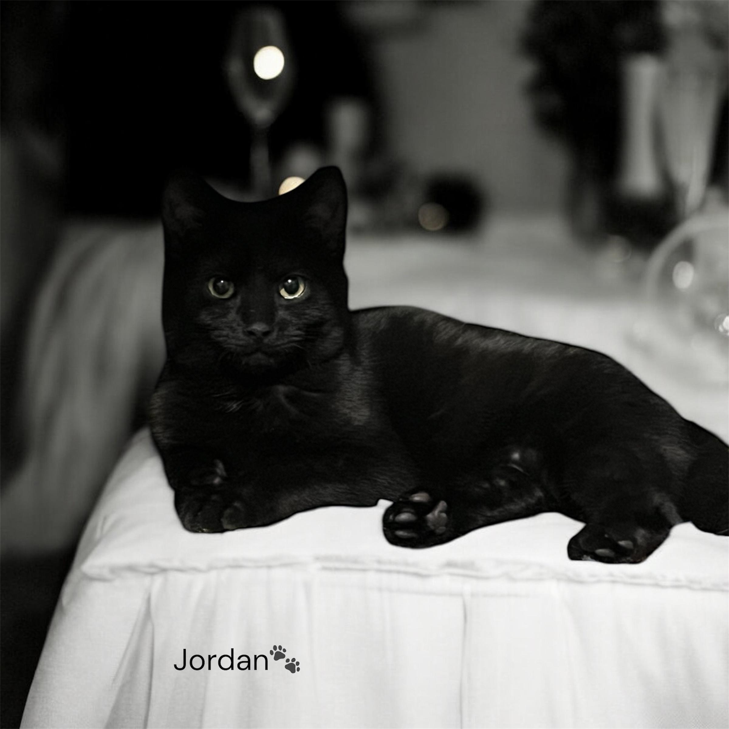 Enlarge Jordon, a Adoptable Domestic Short Hair in North Bergen, NJ image 3/3