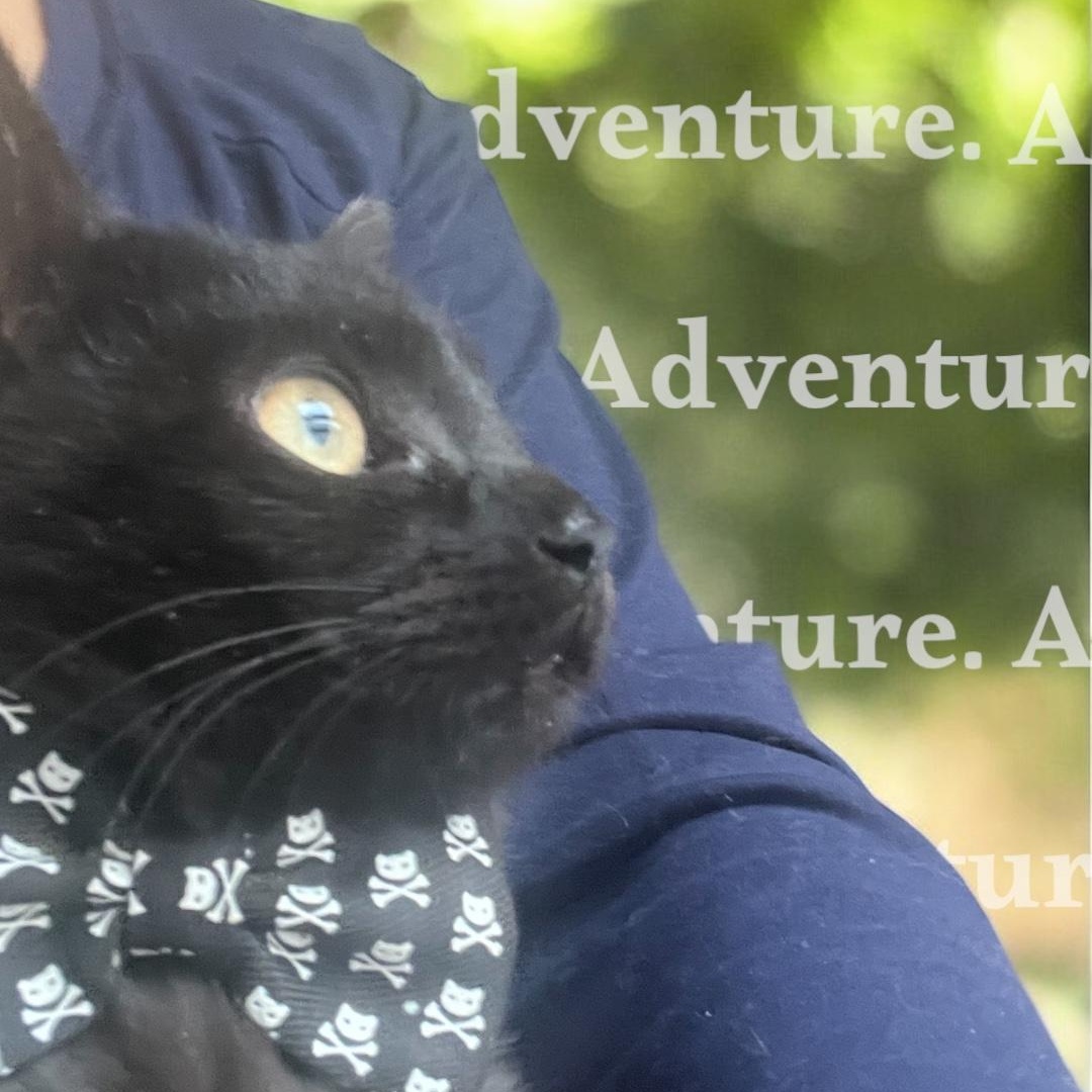 Enlarge Jordon, a Adoptable Domestic Short Hair in North Bergen, NJ image 2/3