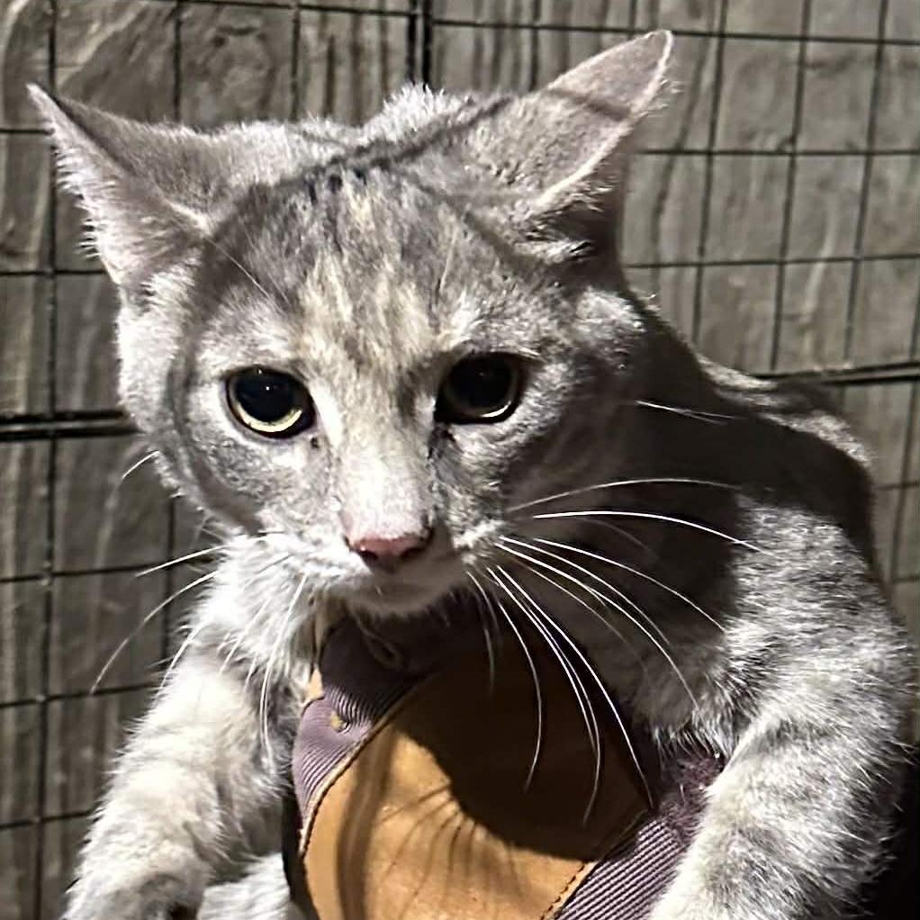 Clarice ARC2025-504, Adoptable, Young Female Domestic Short Hair.