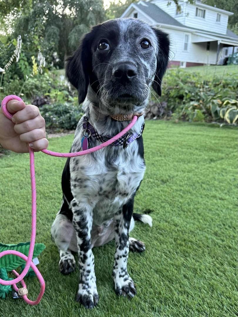 Fiona B, a Adopted mixed breed in Cincinnati, OH image 6/6