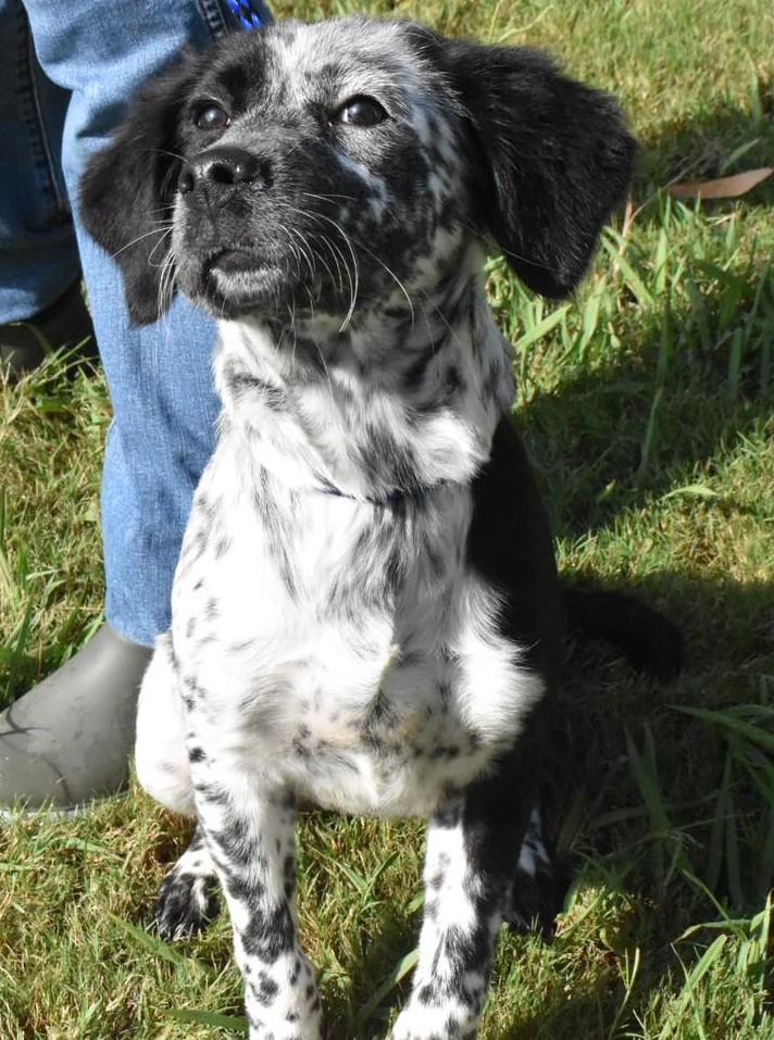 Fiona B, a Adopted mixed breed in Cincinnati, OH image 3/6