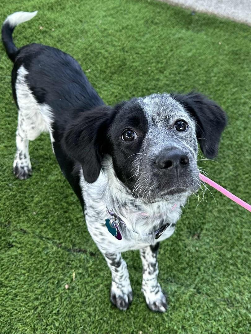 Fiona B, a Adopted mixed breed in Cincinnati, OH image 5/6