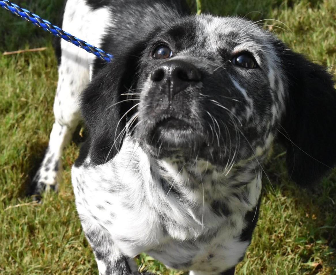 Fiona B, a Adopted mixed breed in Cincinnati, OH image 4/6