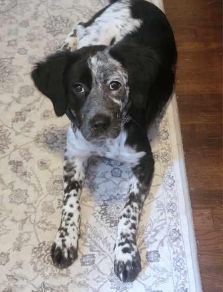 Fiona B, Adopted, Young Female English Setter.