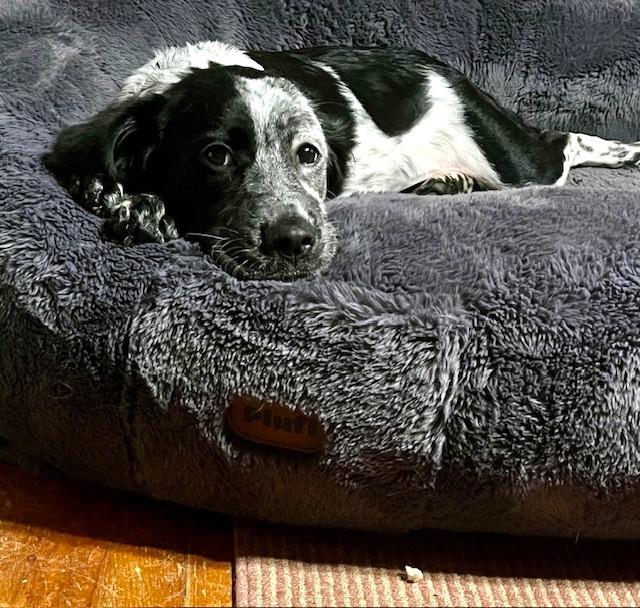 Fiona B, a Adopted mixed breed in Cincinnati, OH image 2/6