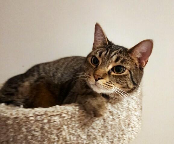 Enlarge Mikey, a Adoptable Tabby in New Albany, OH image 5/5
