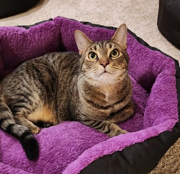 Enlarge Mikey, a Adoptable Tabby in New Albany, OH image 1/6