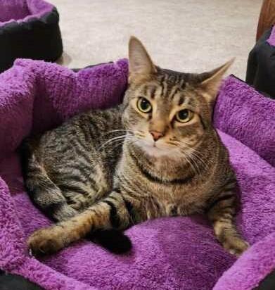 Enlarge Mikey, a Adoptable Tabby in New Albany, OH image 4/6