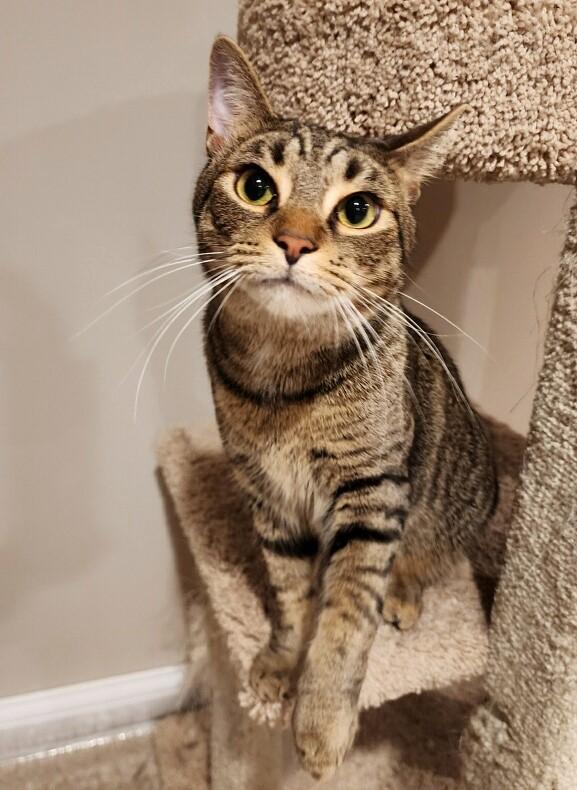 Mikey, Adoptable, Adult Male Tabby.