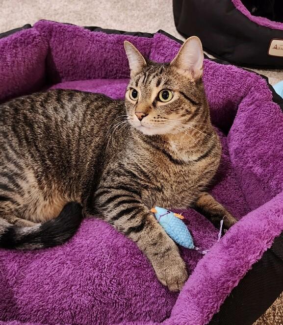 Enlarge Mikey, a Adoptable Tabby in New Albany, OH image 3/6