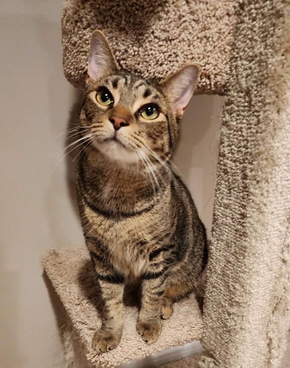 Enlarge Mikey, a Adoptable Tabby in New Albany, OH image 4/5